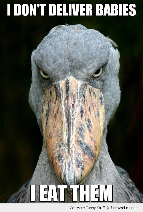 funny-evil-angry-stork-eat-babies-bird-pics